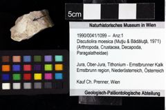 Foto (Objket + Etiketten) von Discutiolira moesica (Muţiu & Bădăluţă, 1971) 